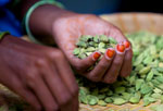 Woman's hands sorting cardamom pods