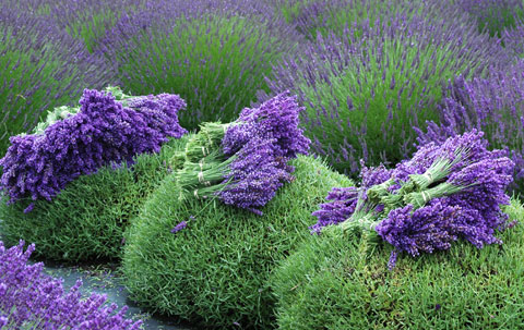 Freshly harvested lavender in bunches on top of the trimmed plants