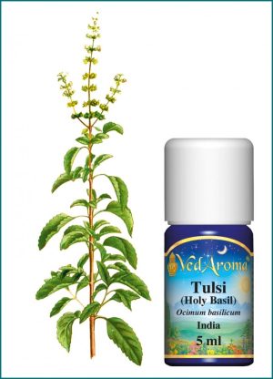 Tulsi (Holy Basil) Essential Oil (5ml)