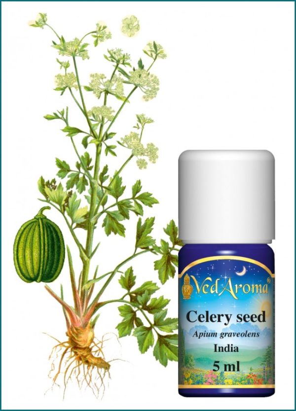 Celery Seed, India Essential Oil (5 ml)