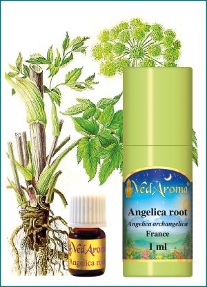 Angelica Root Essential Oil (1 ml), France