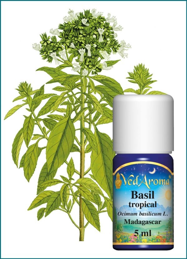 Basil tropical Essential Oil (5 ml), Madagascar