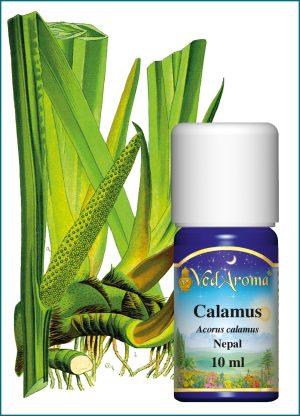 Calamus Essential Oil (10 ml), Nepal