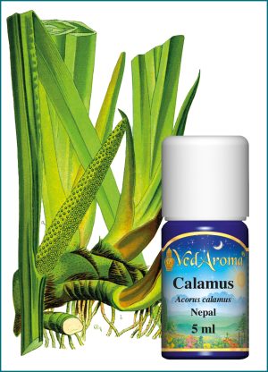 Calamus Essential Oil (5 ml), Nepal