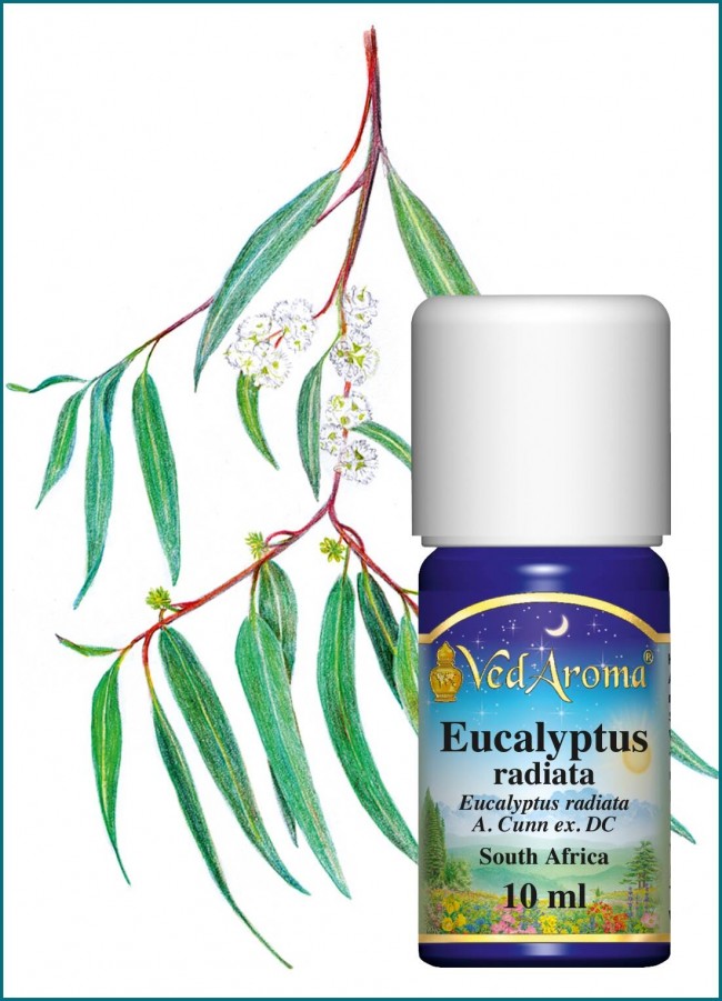 Eucalyptus Radiata Essential Oil From South Africa 10ml Vedaroma Eu 2444