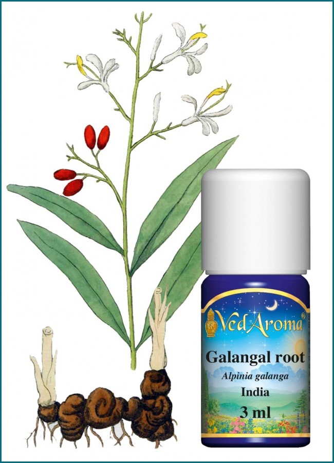 Galanga Root (Alpinia galanga L.)