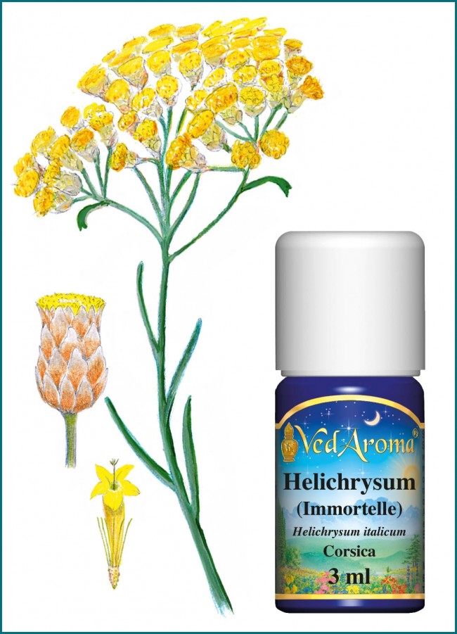 Helichrysum Corsica Essential Oil (3 ml) | VedaRoma EU