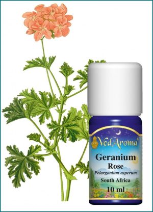 Geranium rose - Pelargonium Asperum - South Africa