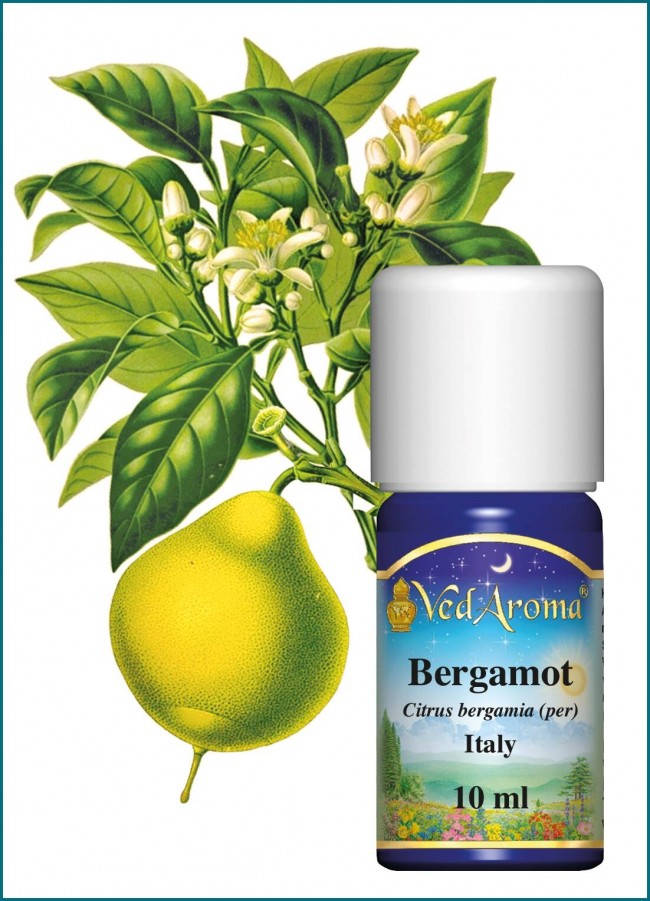 Bergamot Essential Oil 10 Ml Vedaroma Us 9503