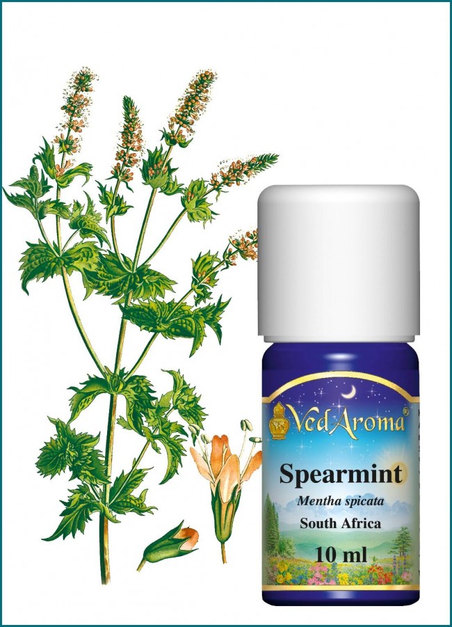 Mint Spearmint Essential Oil (10 ml) - VedAroma US