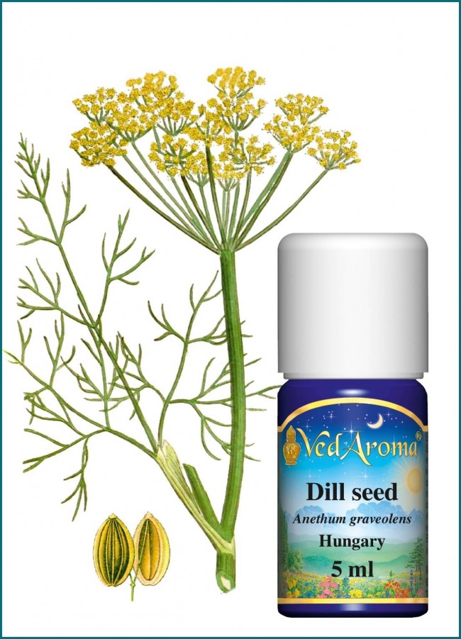 Dill Seed Essential Oil (5 ml) VedAroma US