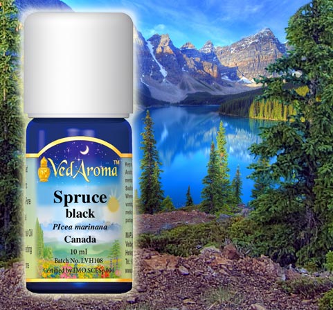 A bottle of VedAroma Spruce, black essential oil and a view of a spruce forest surrounding a clear blue mountain lake.