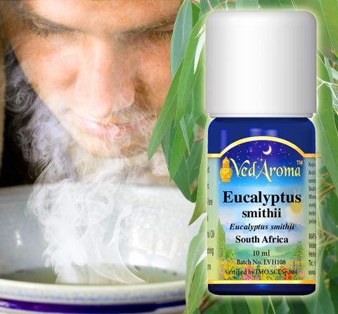 A bottle of VedAroma Eucalyptus smithii essential oil is shown with a young man bending over a bowl of hot water, a towel over is head as he inhales the herbalized steam.