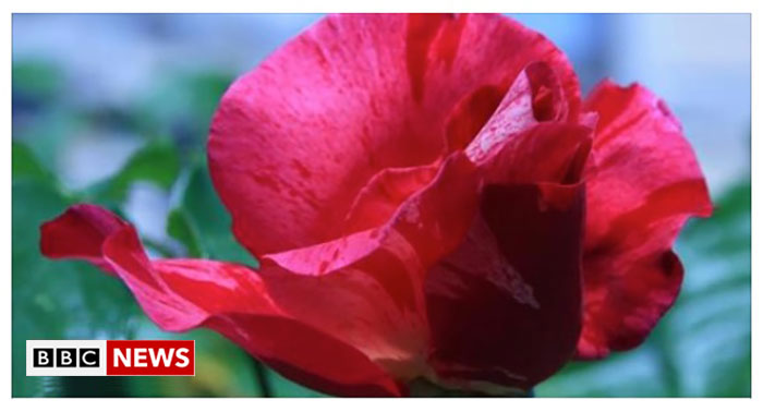 BBC genetic secrets, rose