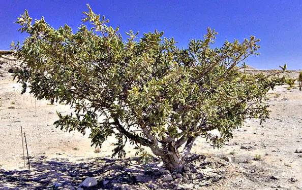 Frankincense tree