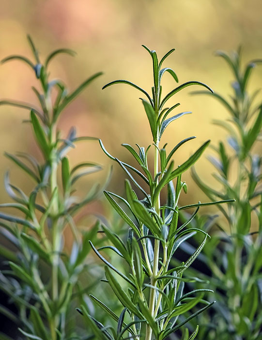 Rosemary