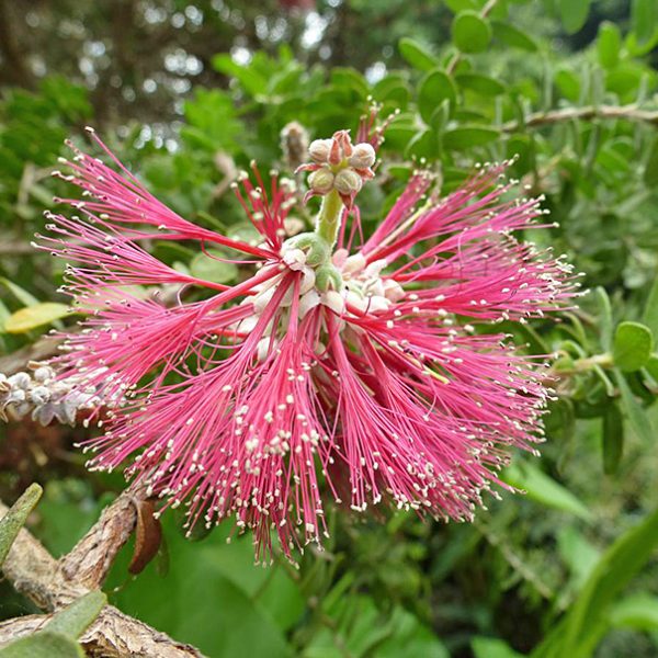 melaleuca elliptica