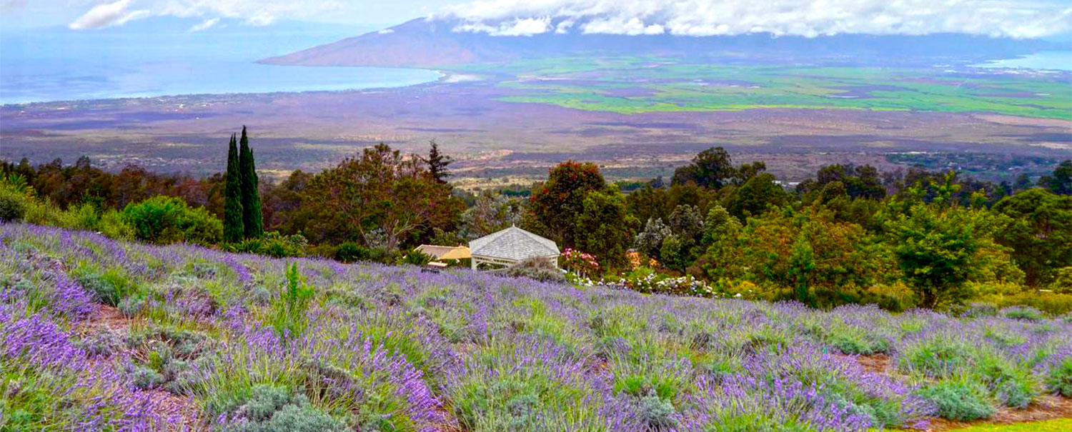 lavender wild harvested