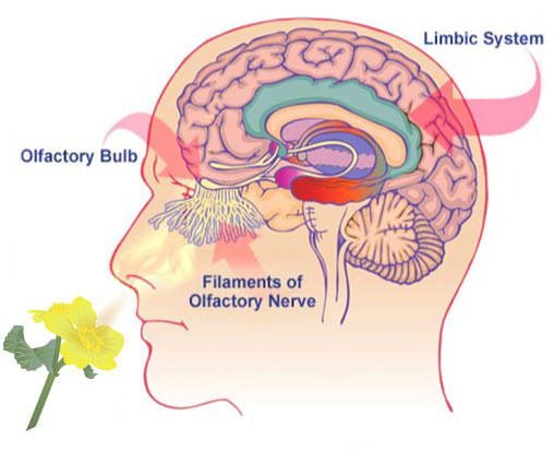 The sense of smell